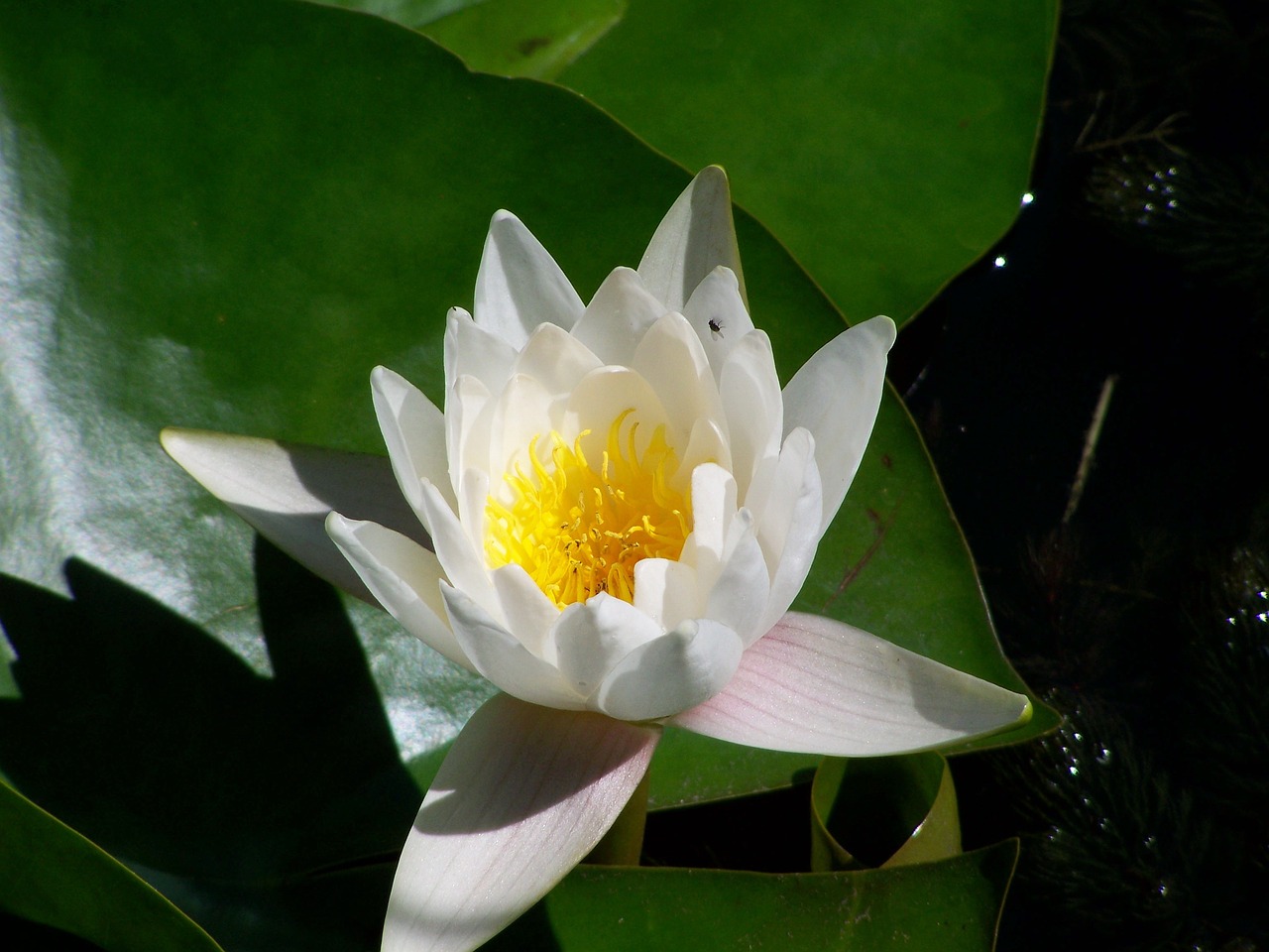 fairy rose white lake rose lake free photo