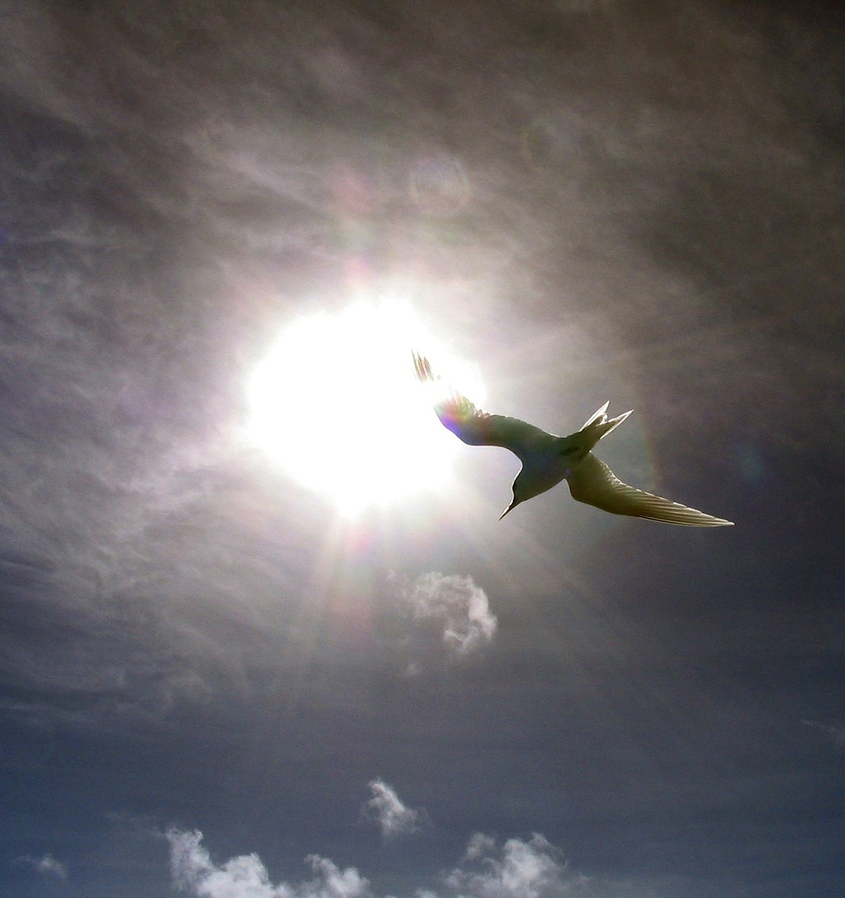 fairy tern berd flying free photo