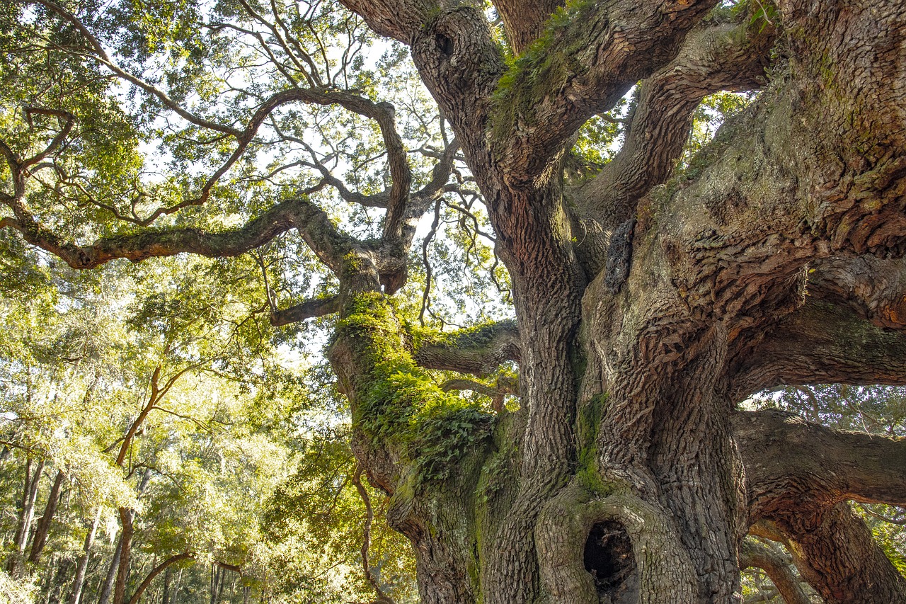 fairy tree  south carolina  ancient free photo