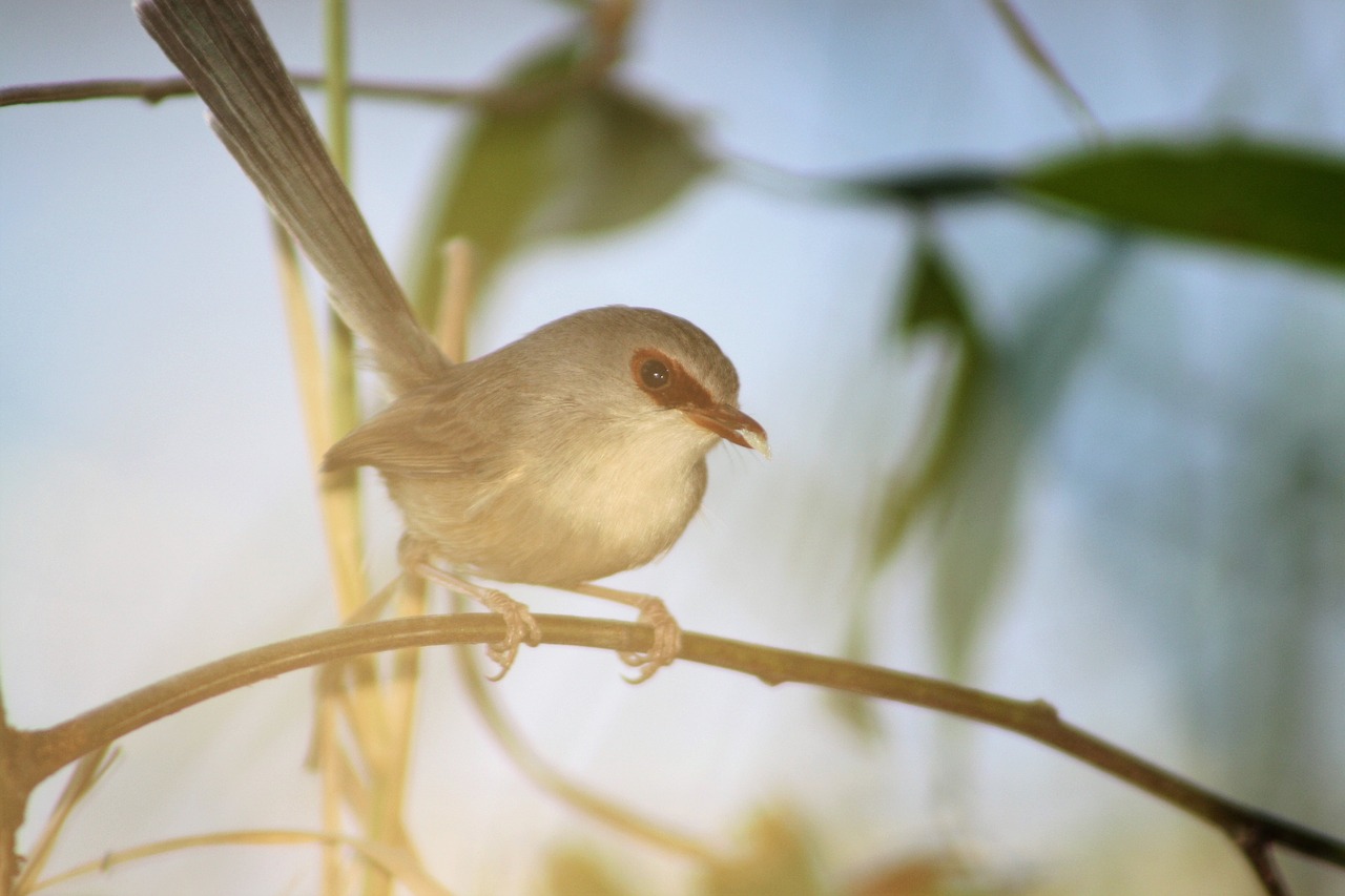 fairy wren  bird  female free photo