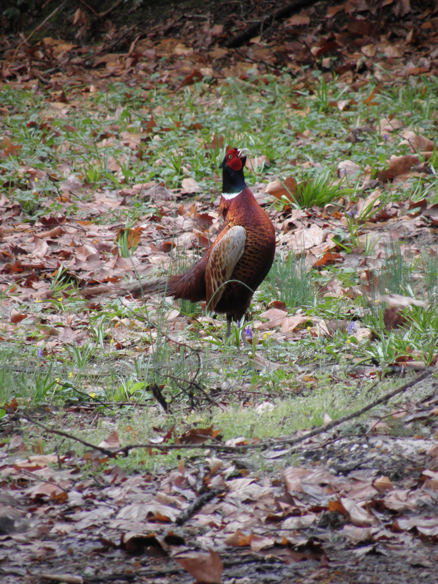 pheasant colchis pheasant free photo