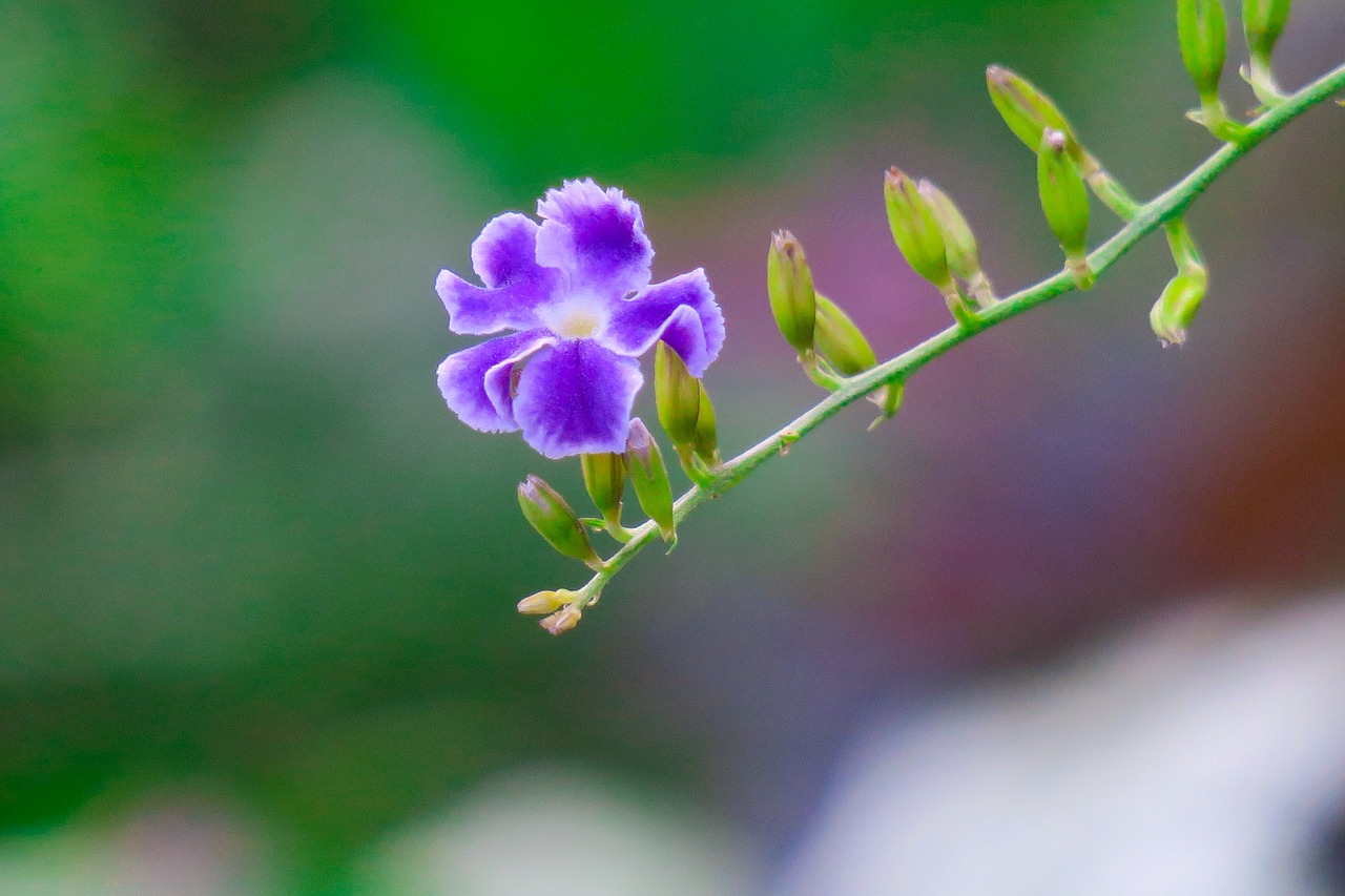 fake forsythia  plant  tree free photo