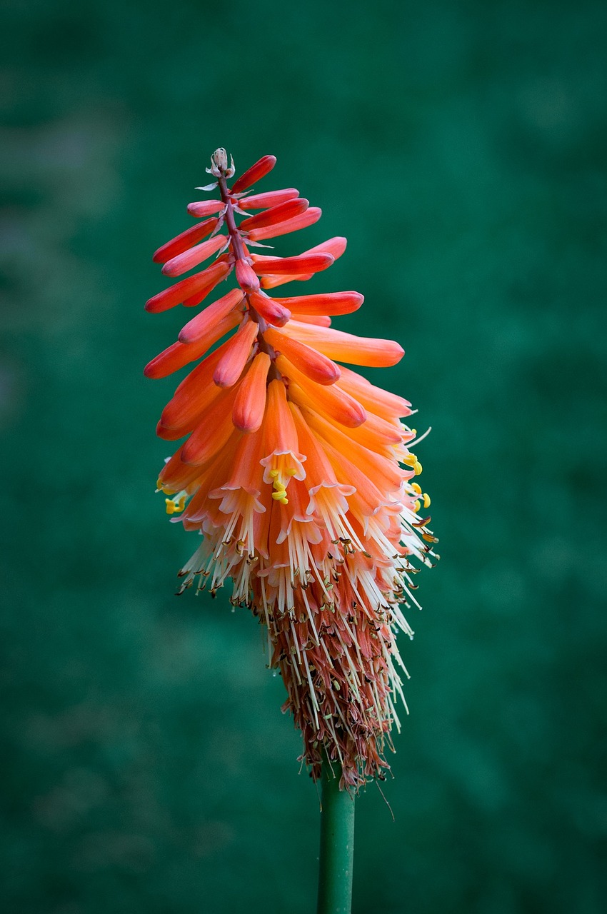 fakellilie grass tree family flower free photo