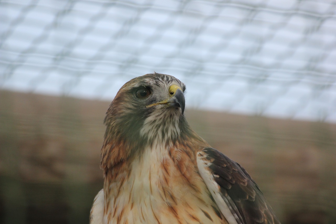 falco laying raptor free photo