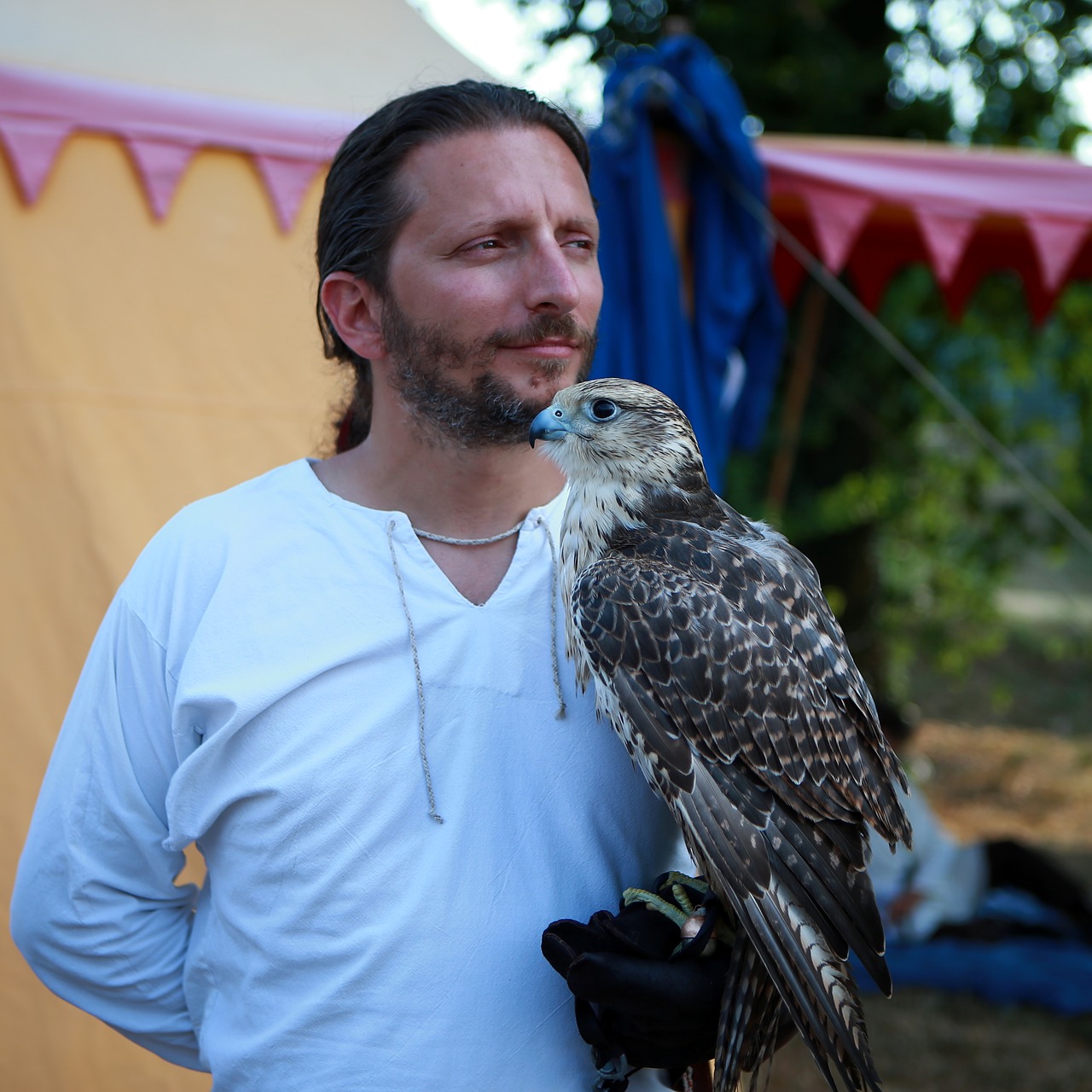 falco raptor bird free photo