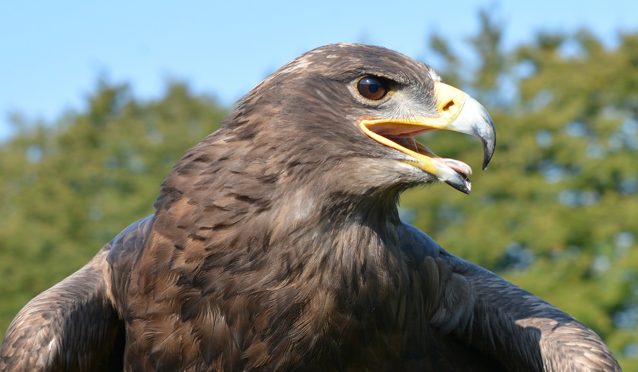 falcon wild national park free photo