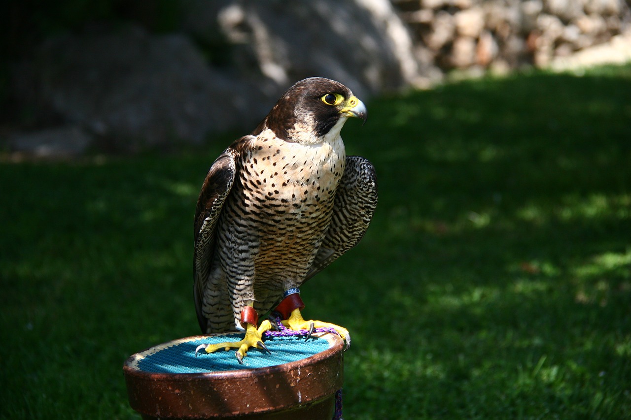 falcon falconry peñíscola free photo