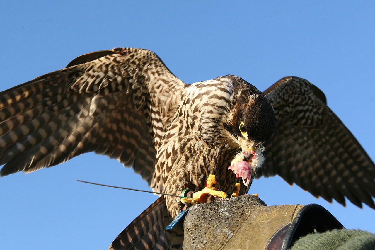 falcon raptor bird of prey free photo