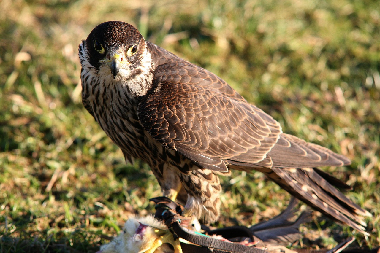 falcon raptor bird of prey free photo
