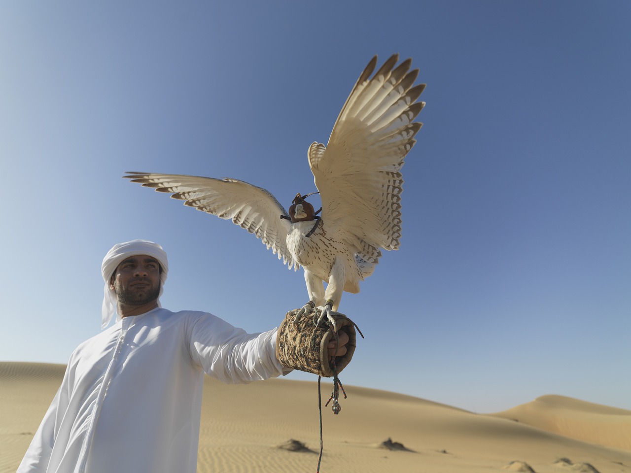 falcon uae desert free photo
