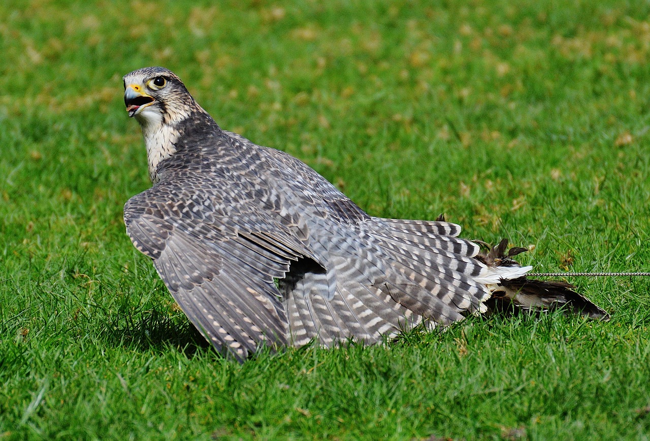 falcon wildpark poing raptor free photo