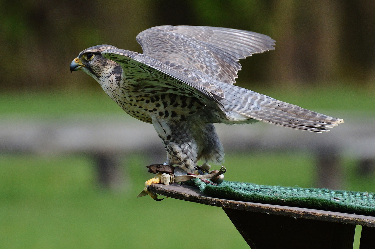 falcon wildpark poing raptor free photo