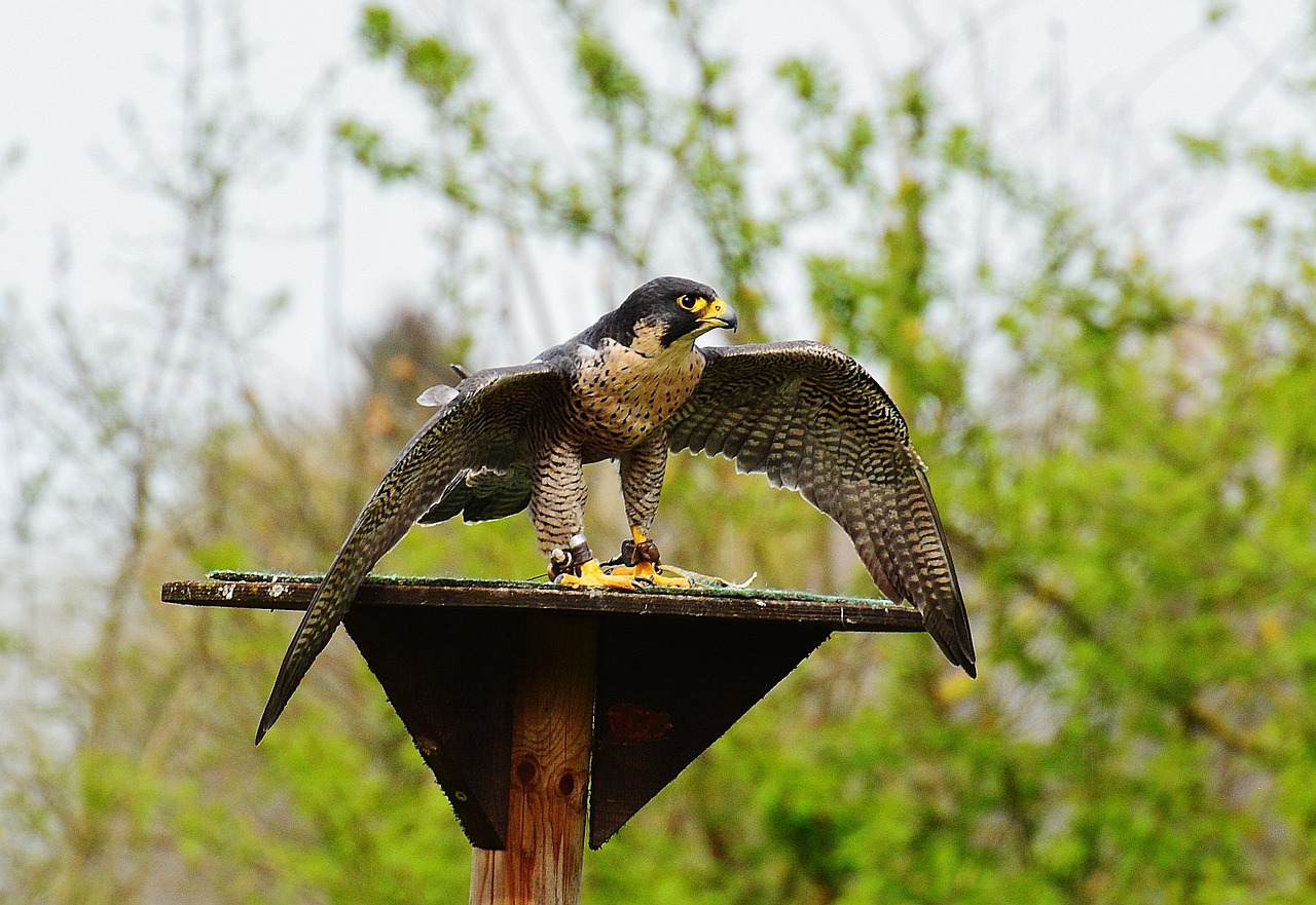 falcon wildpark poing raptor free photo