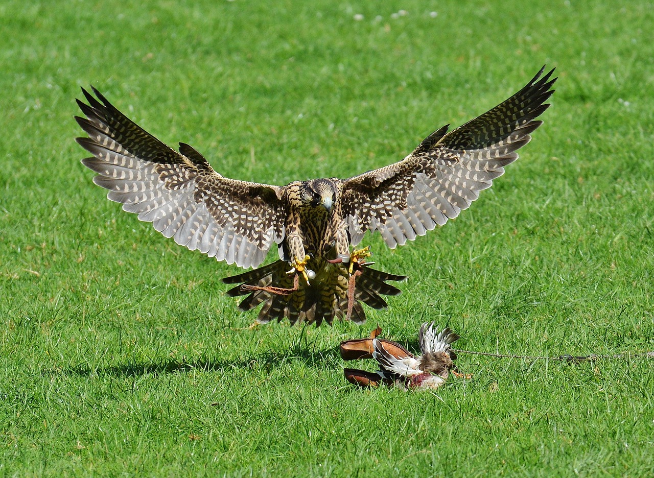 falcon wildpark poing approach free photo