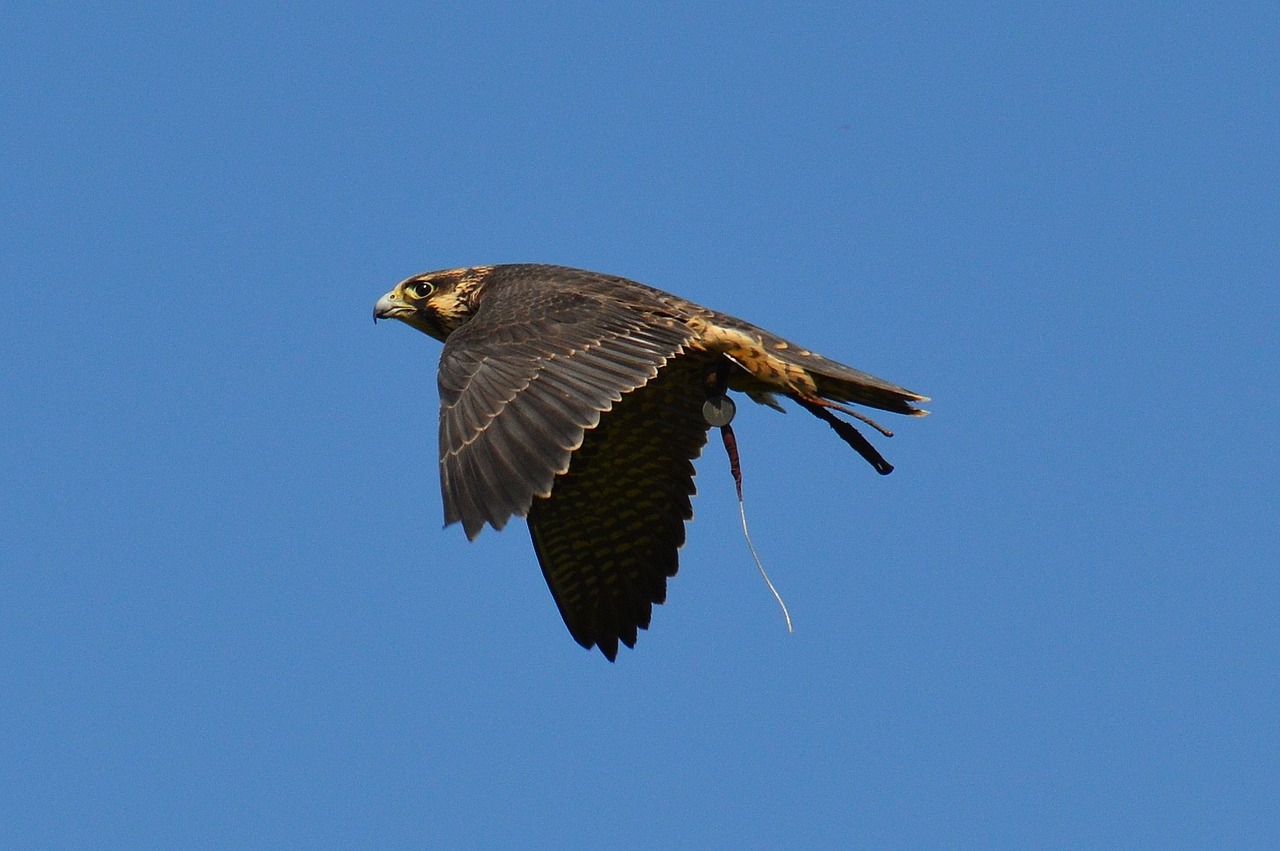 falcon wildpark poing flight free photo