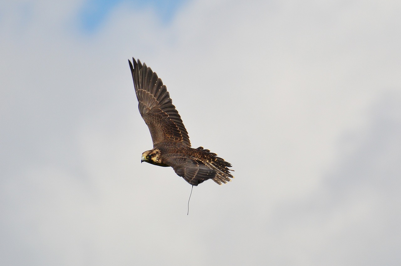 falcon wildpark poing flight free photo