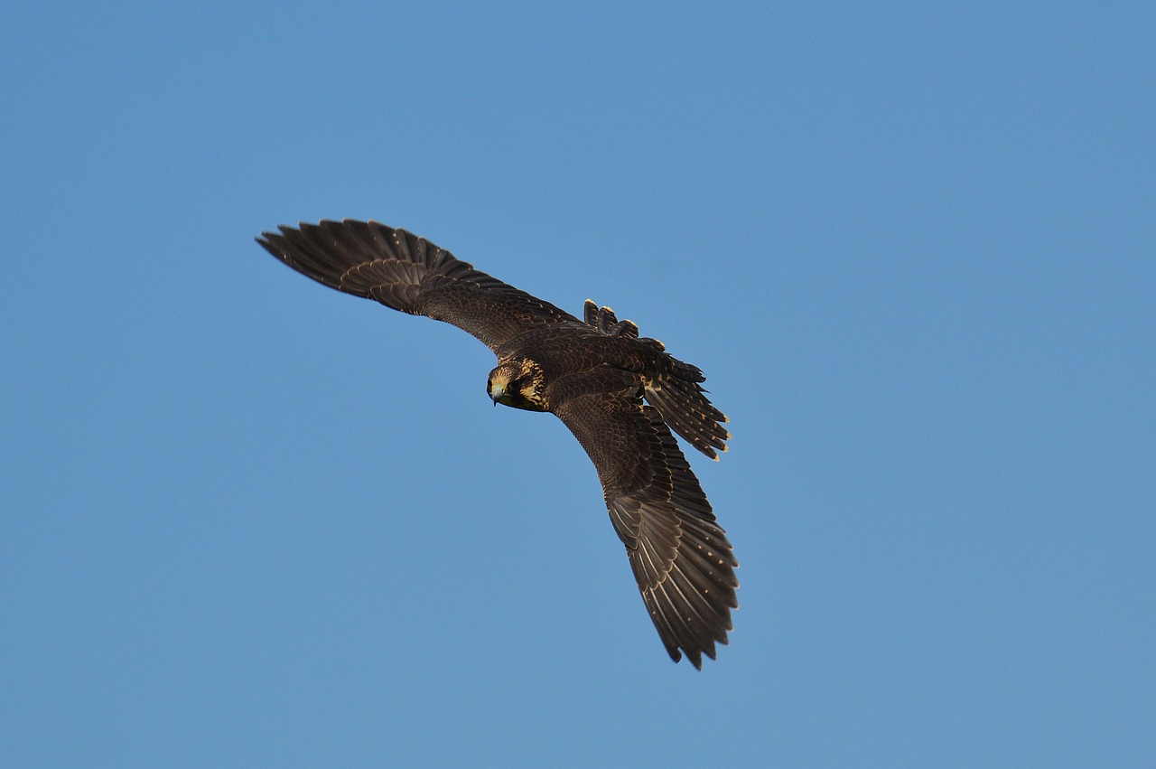 falcon wildpark poing flight free photo