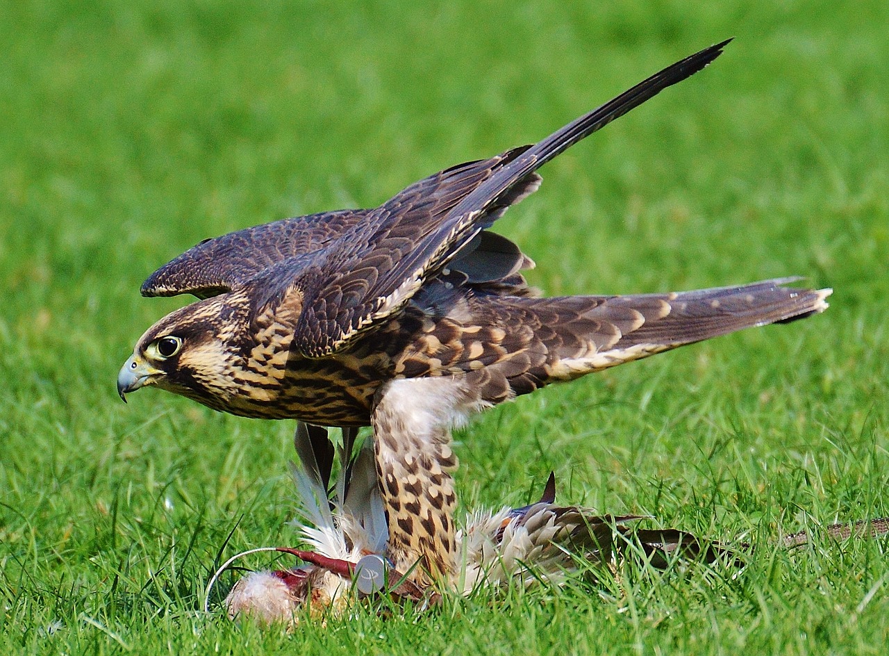 falcon wildpark poing prey free photo