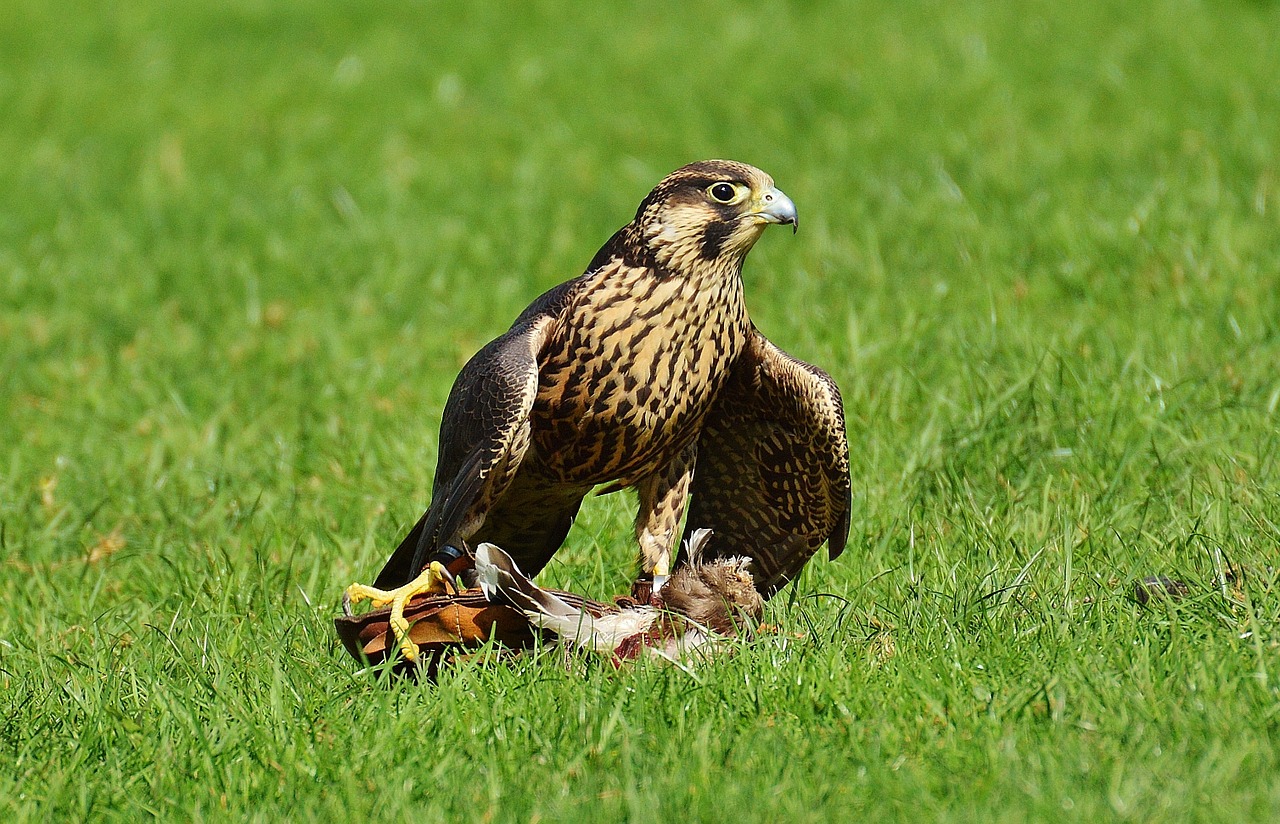 falcon wildpark poing prey free photo