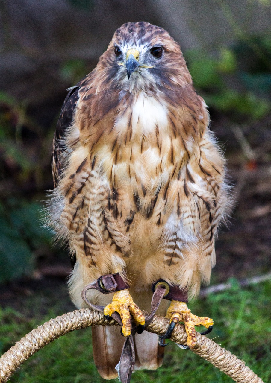 falcon raptor bird free photo