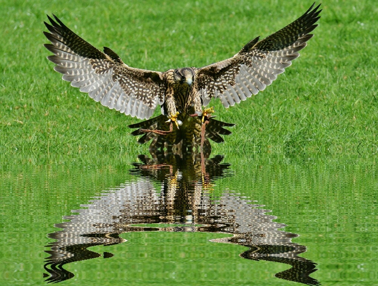 falcon mirroring water free photo