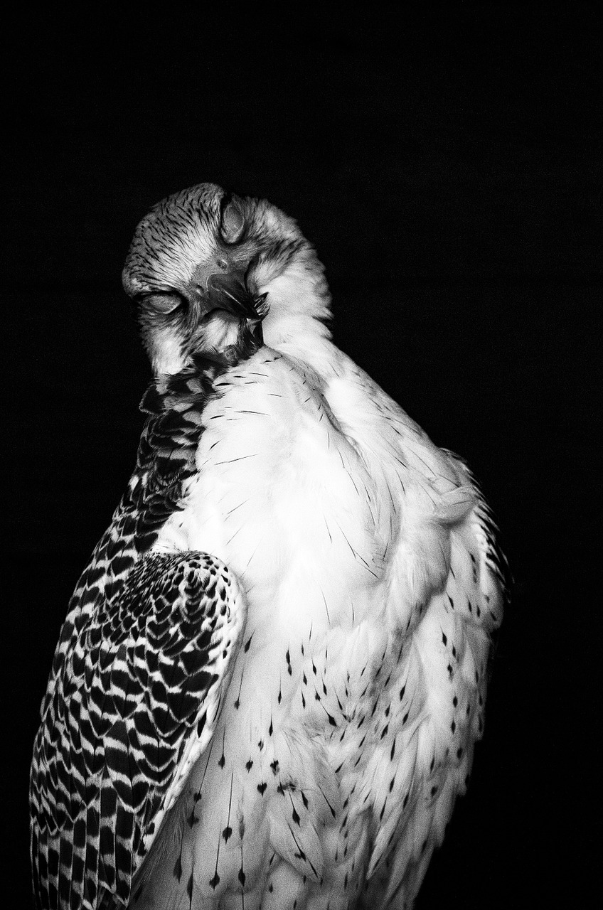 falcon plumage feather free photo