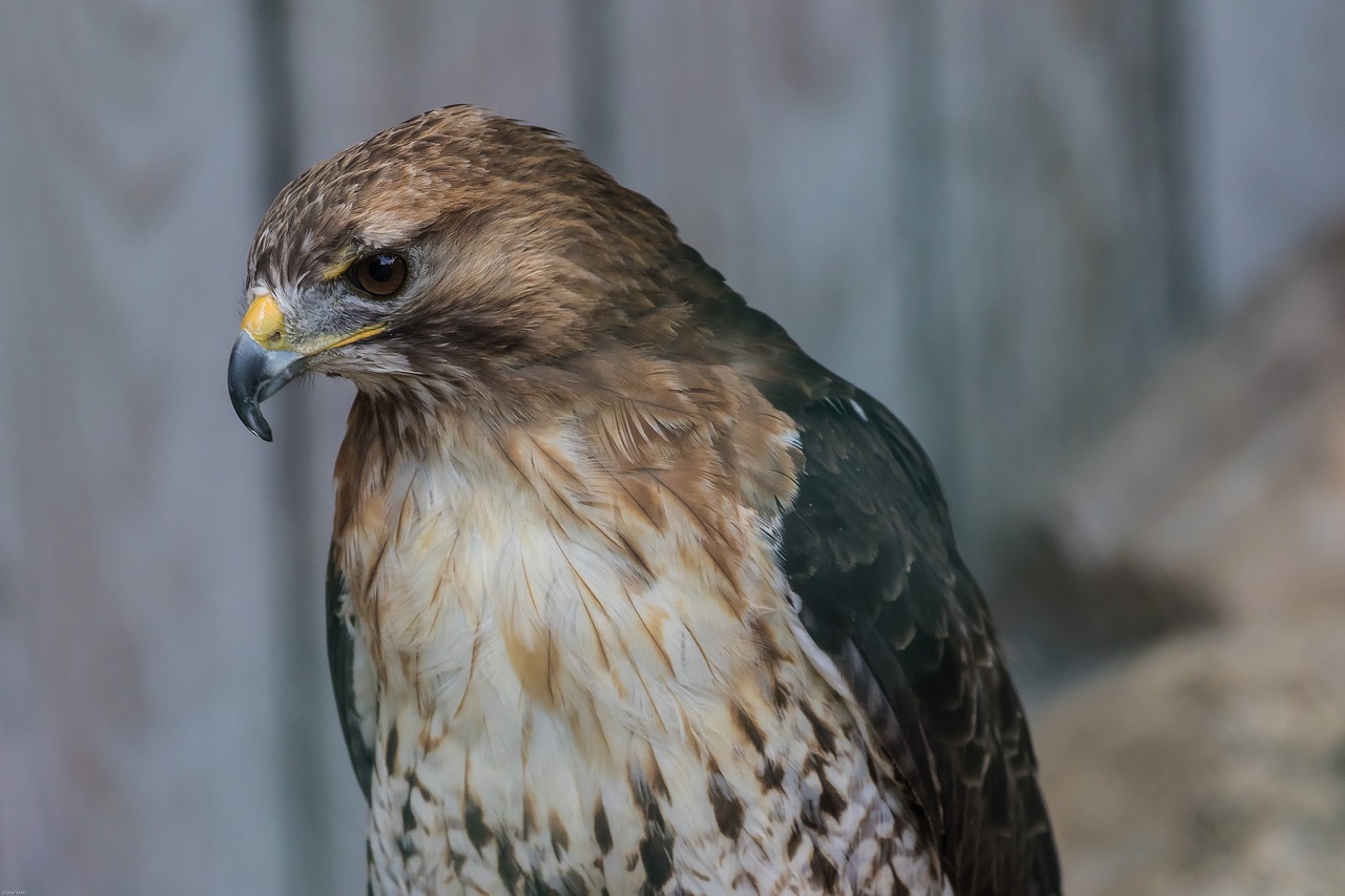 falcon bird of prey raptor free photo