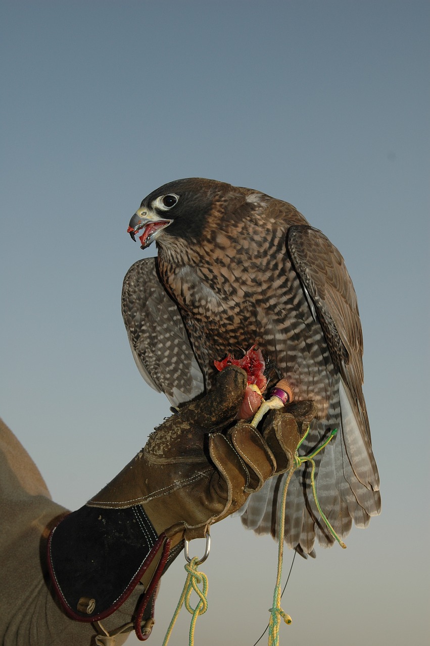 falcon dubai bird free photo