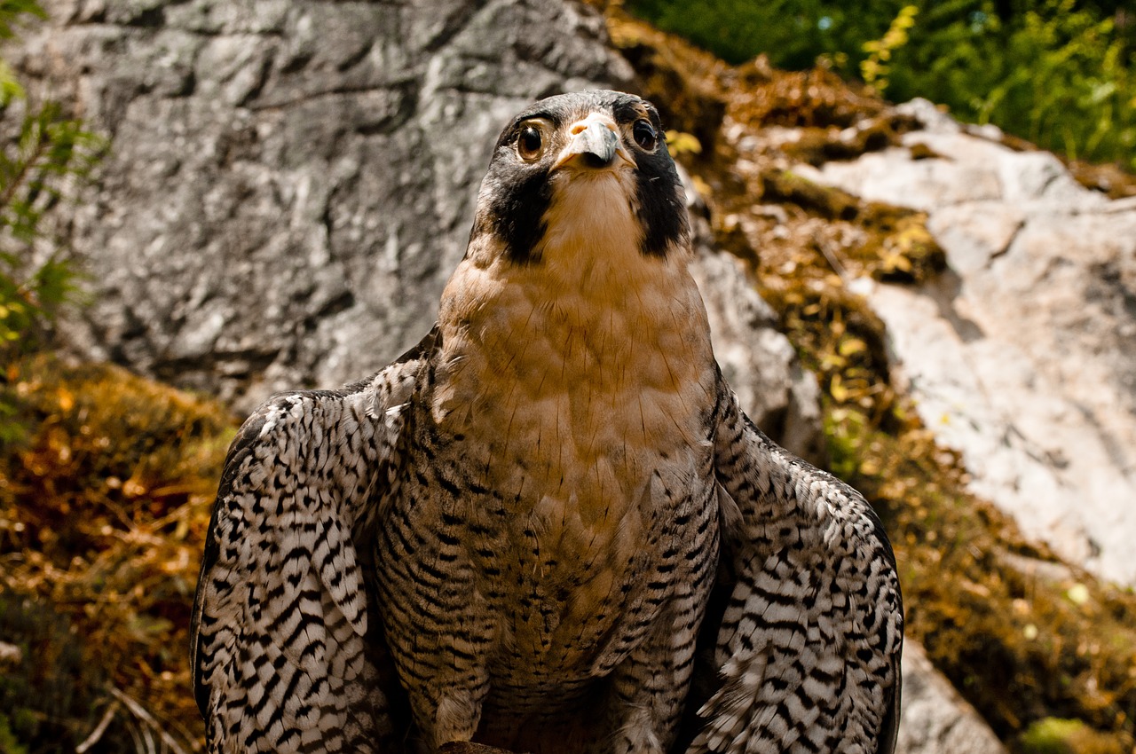 falcon raptor bird free photo