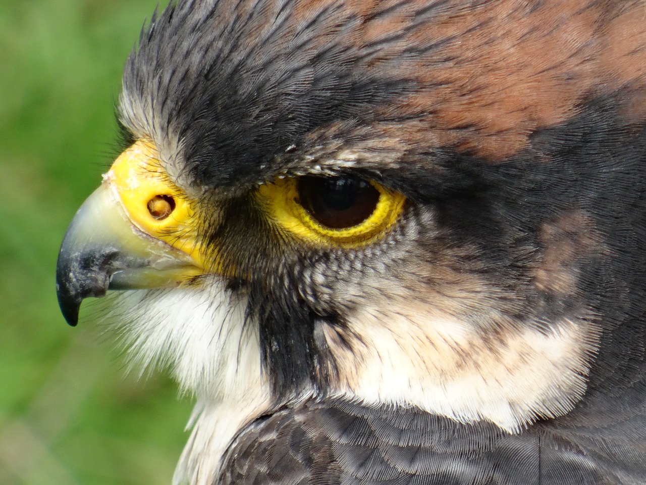 falcon bird centre close up free photo