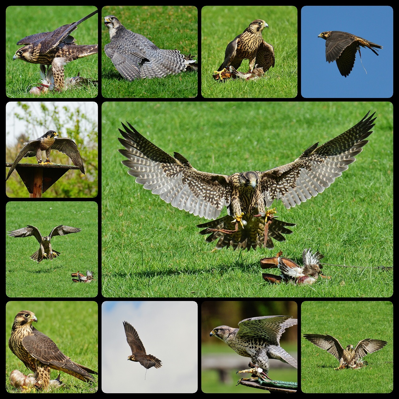 falcon wildpark poing approach free photo