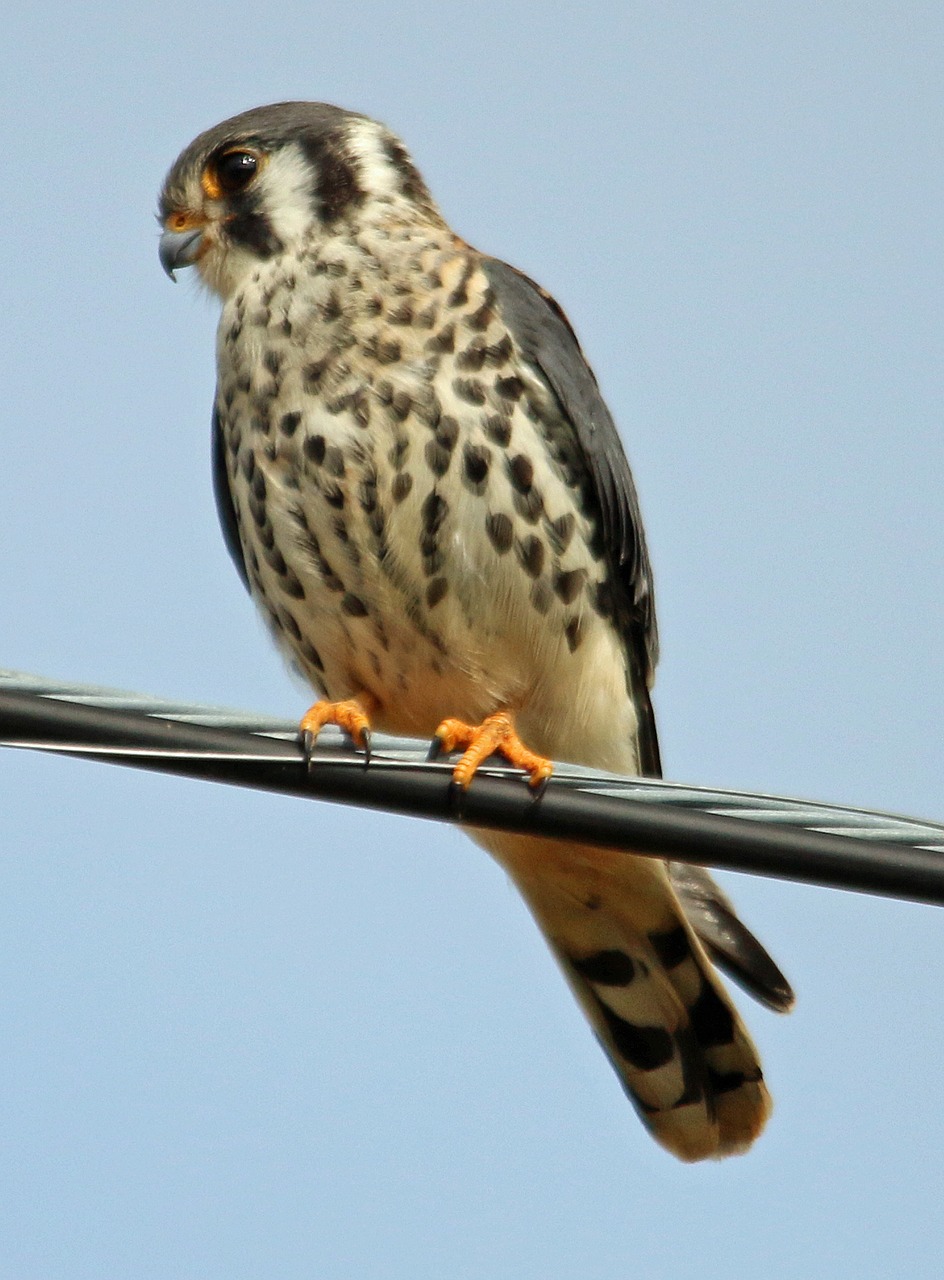falcon american kestrel kestrel free photo