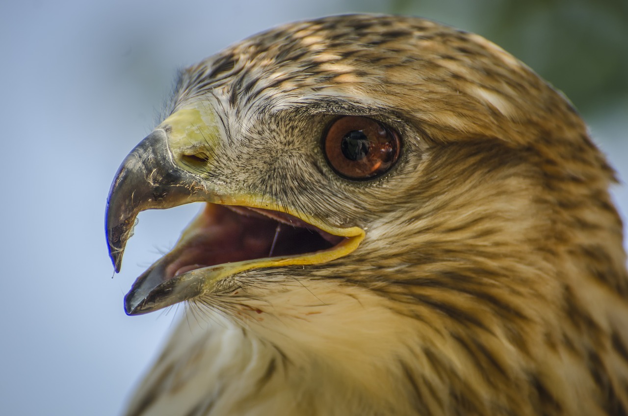 falcon wildlife bird free photo