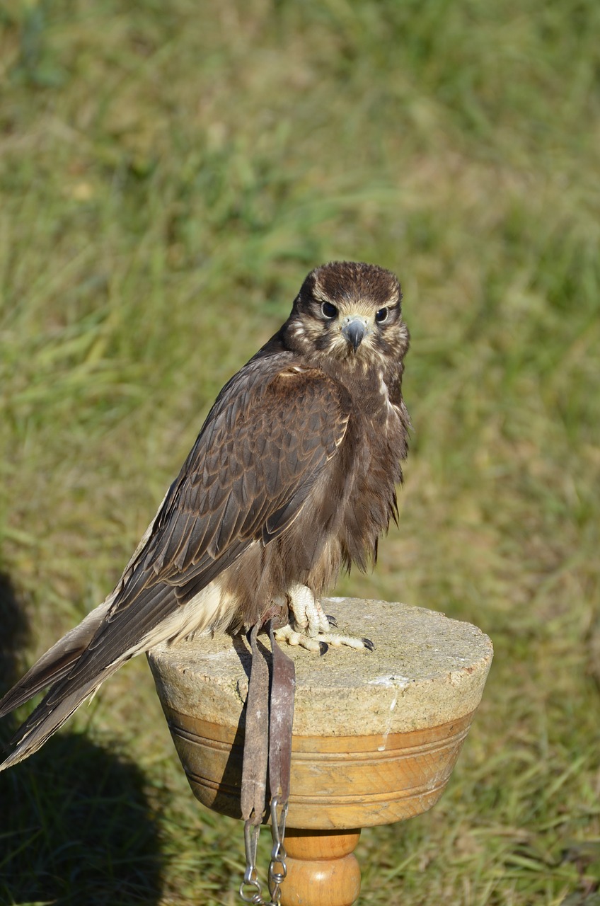 falcon brown falconry free photo