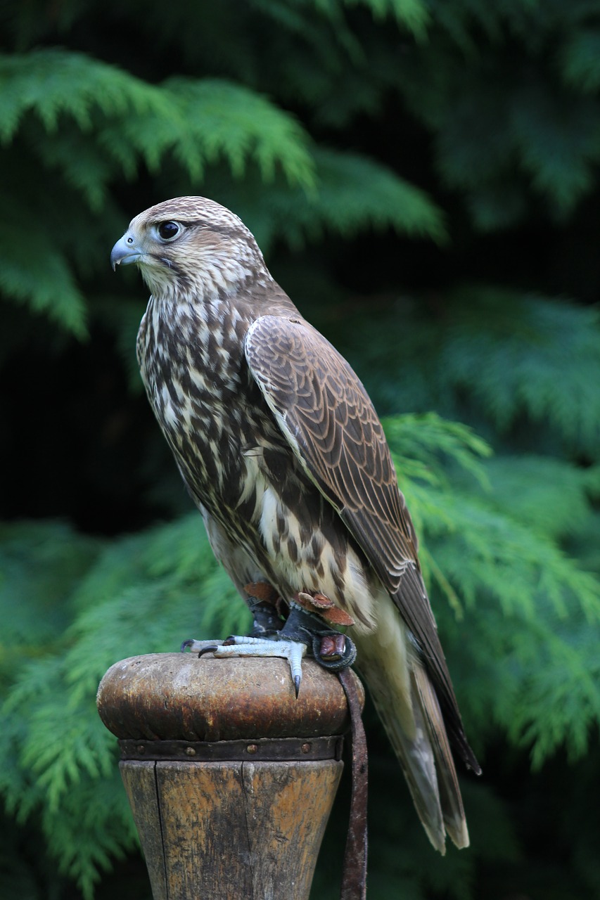falcon griffin bird free photo