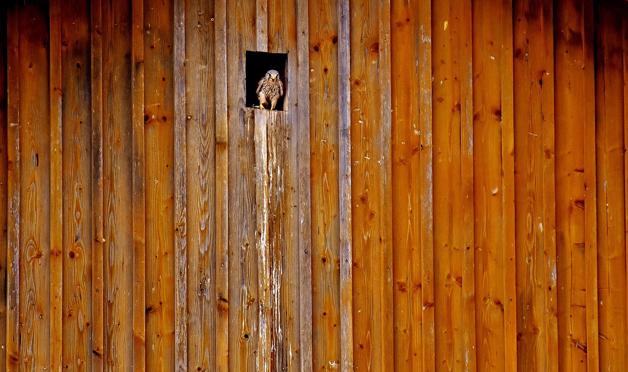 falcon nest shelter free photo