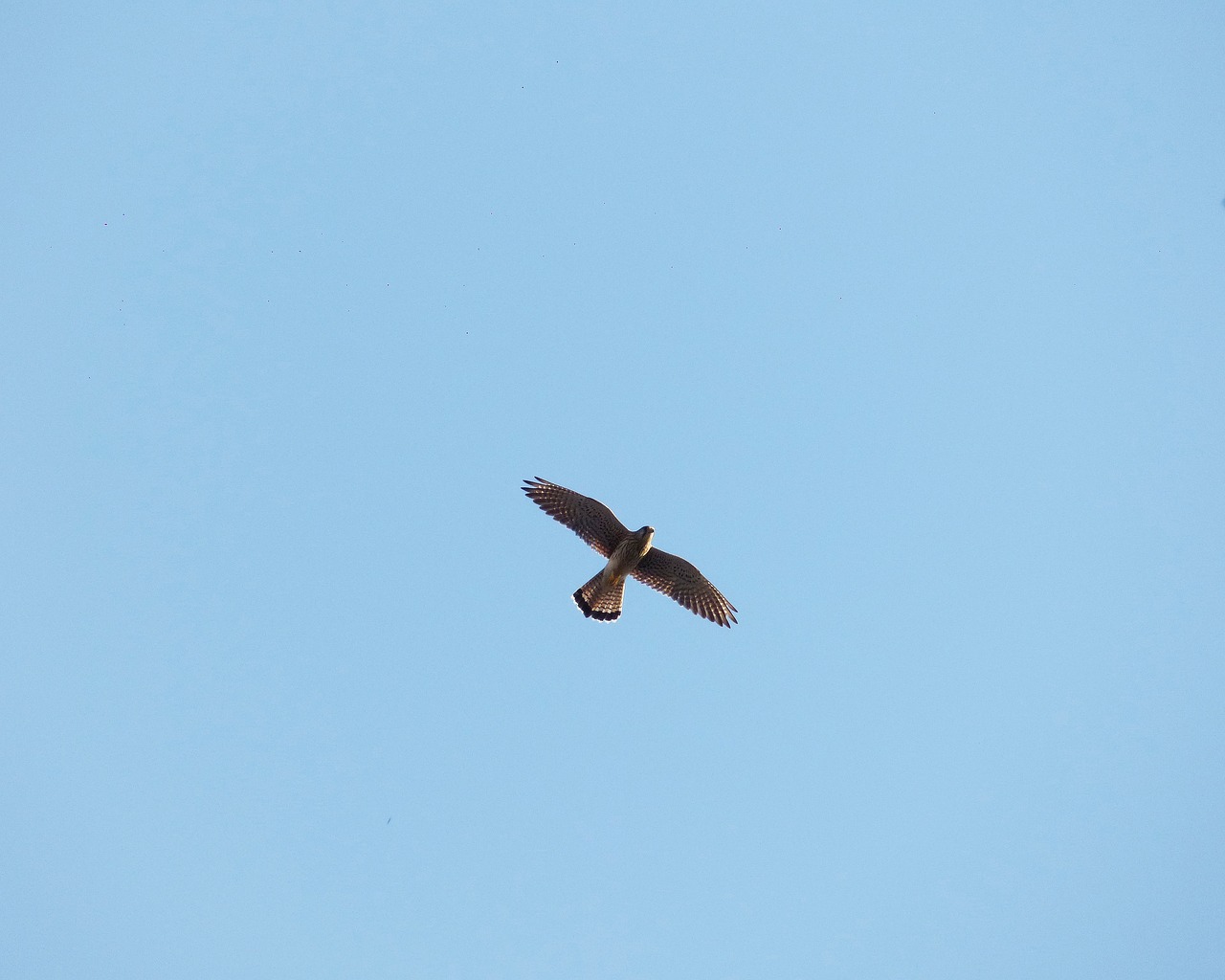 falcon sky birds free photo