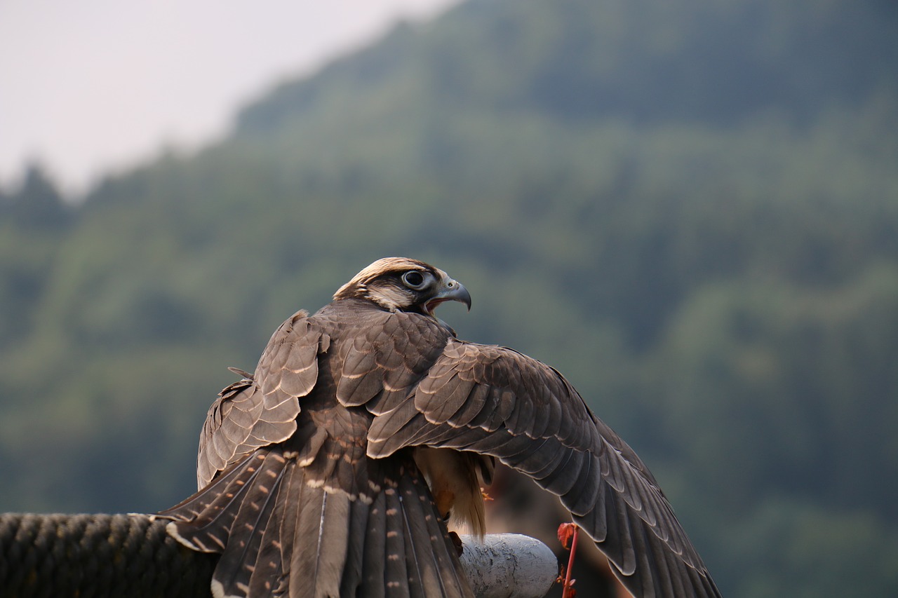 falcon bird raptor free photo