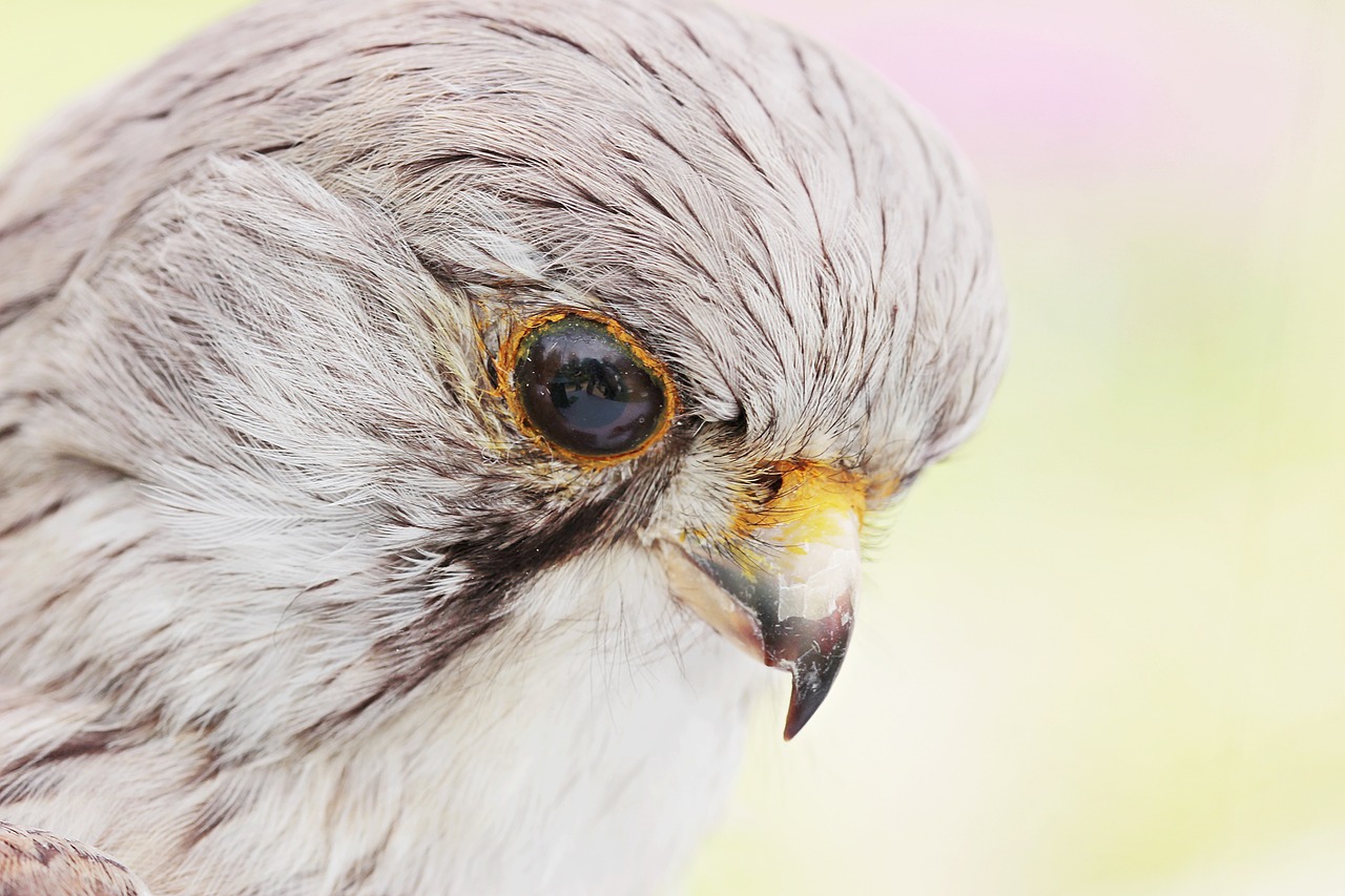 falcon bird stuffed free photo