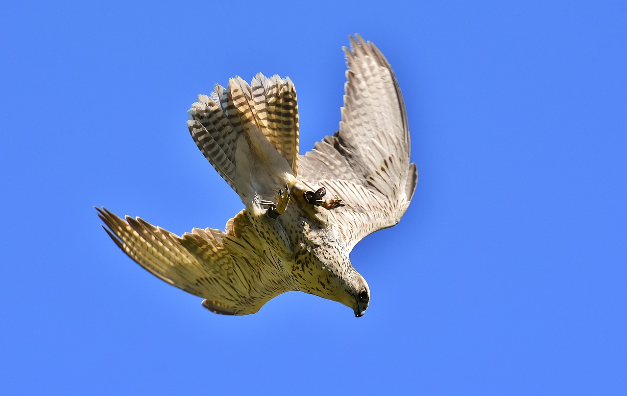 falcon bird of prey wildlife photography free photo
