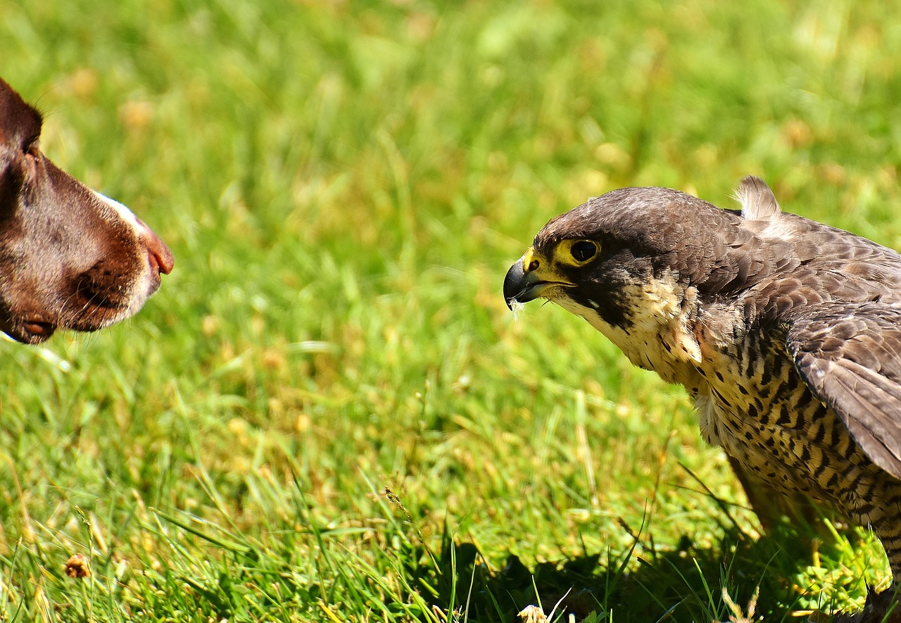 falcon bird dog free photo