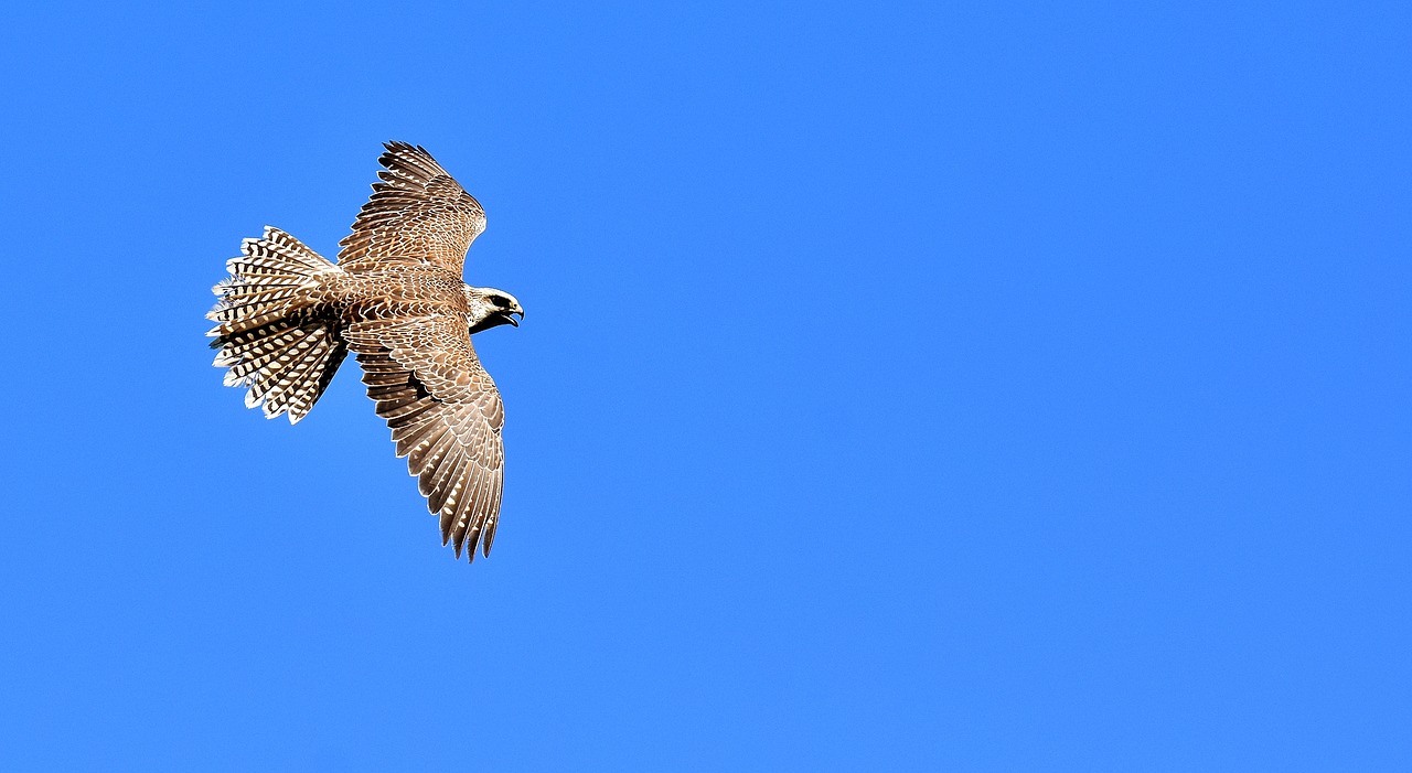 falcon bird of prey wildlife photography free photo