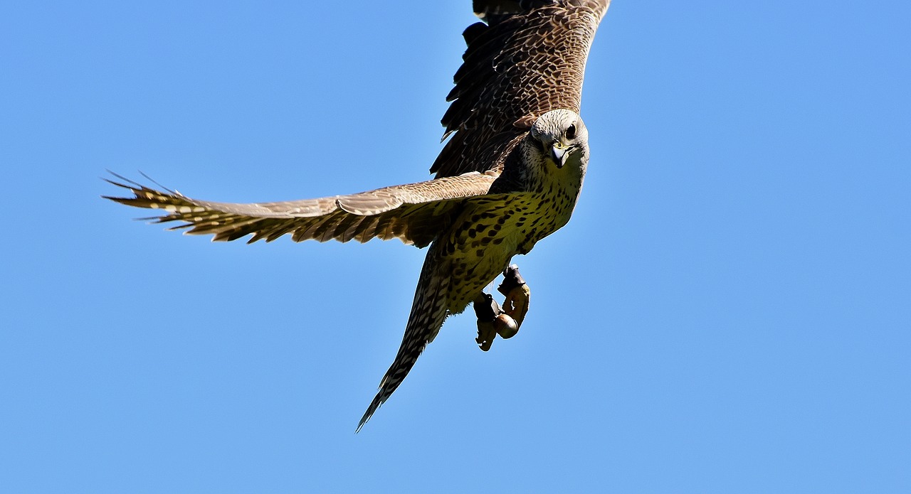 falcon bird of prey wildlife photography free photo