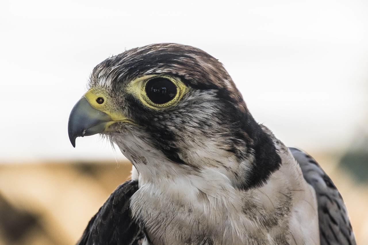 falcon bird of prey wild free photo
