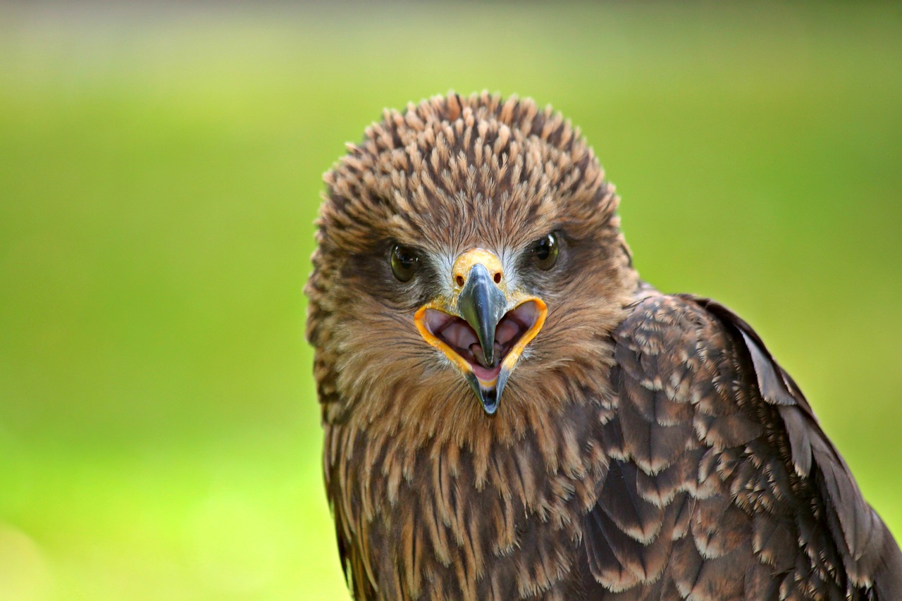 falcon raptor bird free photo