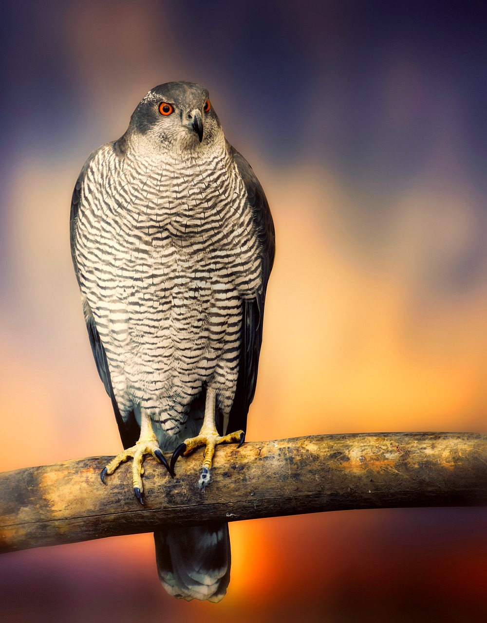 falcon hawk bird free photo
