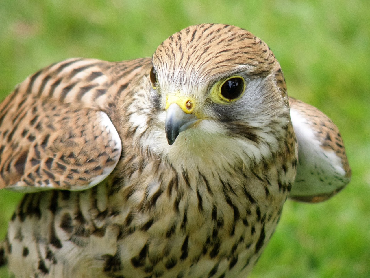 falcon hawk bird free photo