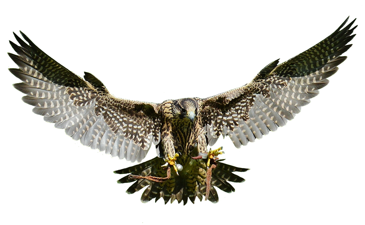 falcon approach prey free photo