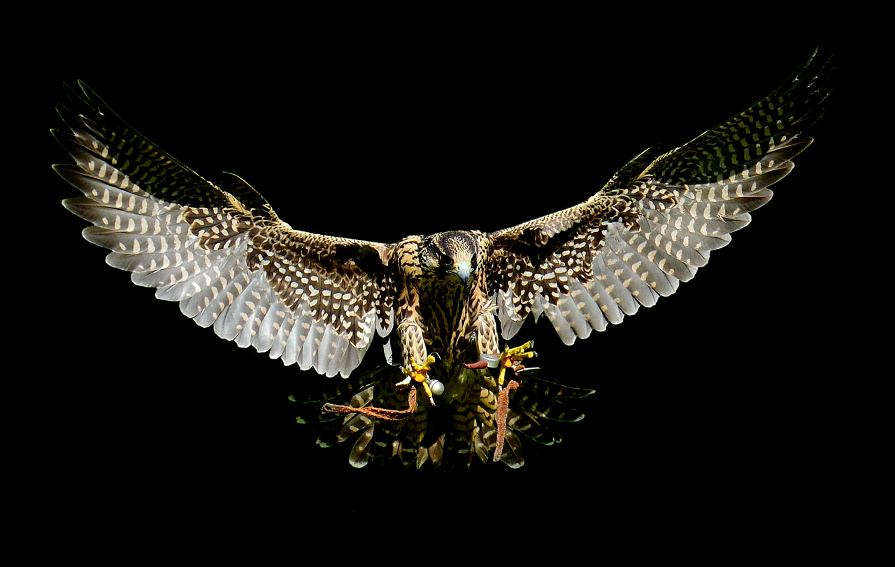 falcon approach prey free photo