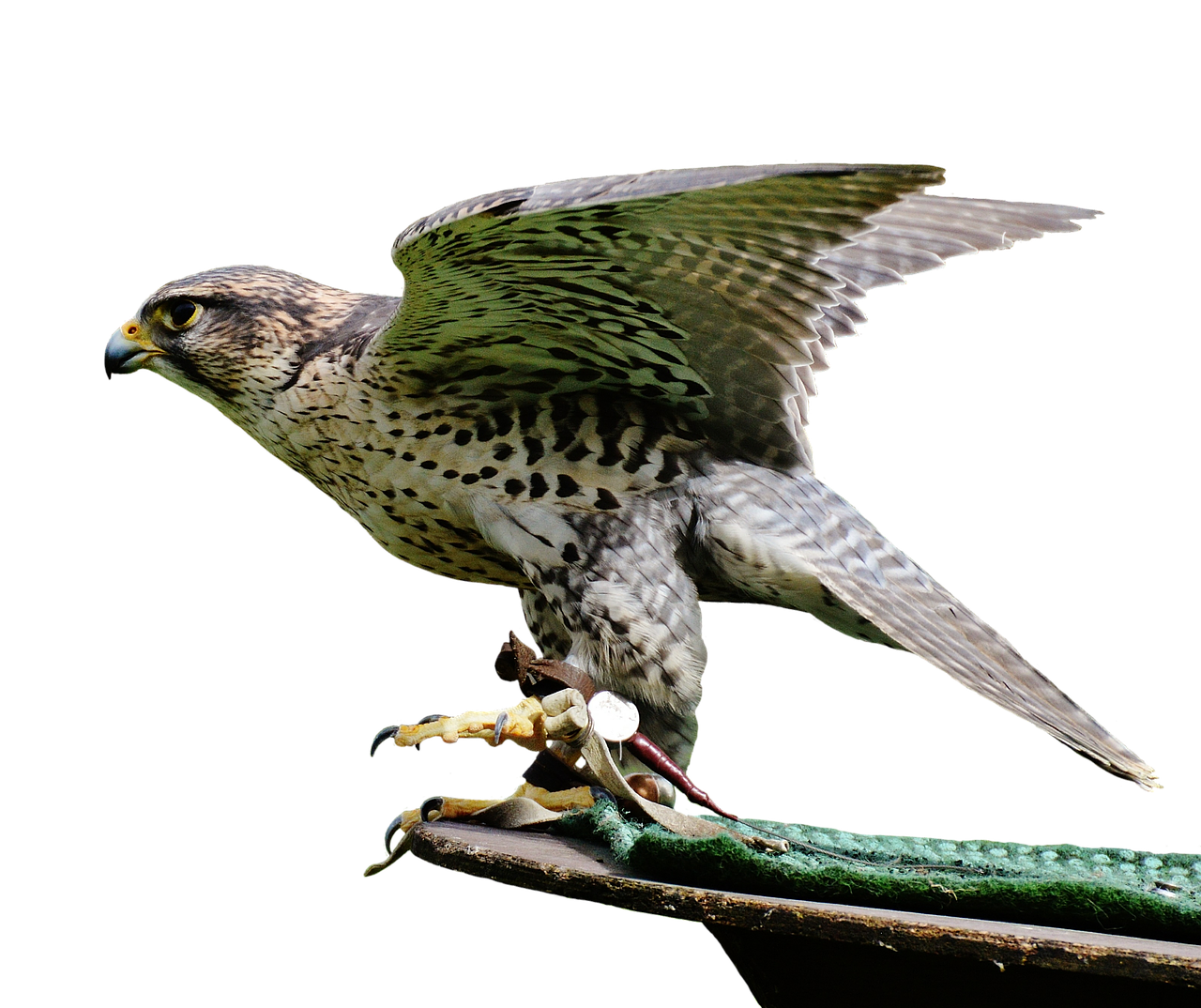 falcon raptor wild animal free photo